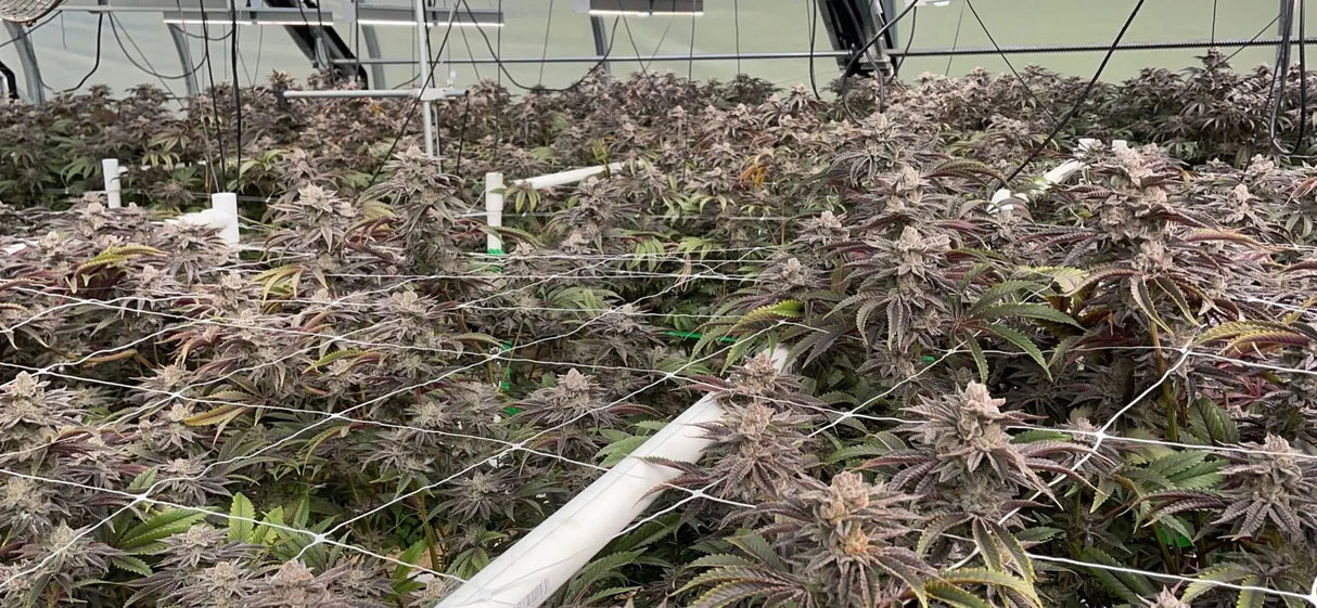 Grass Roots Living Soil Beds HRG